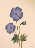 Geranium poster from ViSSEVASSE with purple geranium 