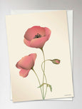 POPPY meringue - Greeting Card