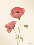 Card with Poppy from ViSSEVASSE